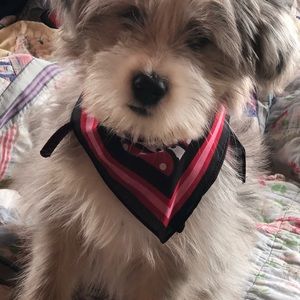 Meet your Posher, Leigh anne